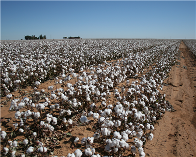 Calik Cotton: a lesson in local innovation