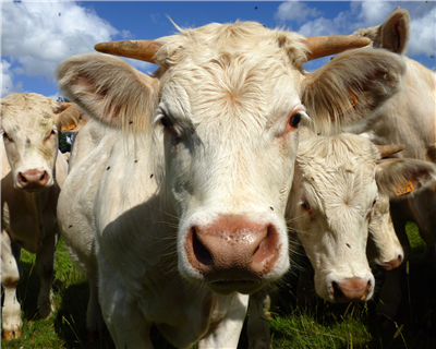 Livestock – more than a commodity