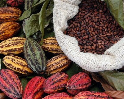 Drought but no doubt: Cocobod seals PXF with 36% oversubscription