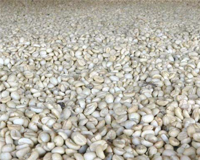 Kenyan coffee farmers look to broader horizons