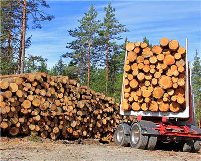 DEG and Proparco finance Uruguayan forestry sector